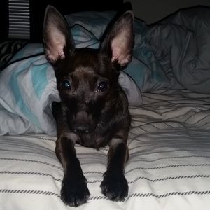 Meet your Posher, Carrie